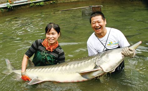 鱘龍魚可以混養嗎|龍魚養殖：13種飼養技巧建議